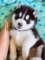 Black/White Boy ( one blue/one brown eye ) , a male Siberian Husky for sale in Greensboro, NC – 3 of 7