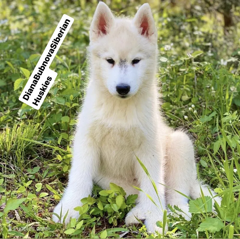 SILVER BOY ( BROWN EYES )  – Siberian Husky puppy for sale in Greensboro, NC