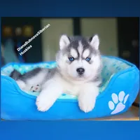 Black/white BLUE EYED BEAR BOY , a male Siberian Husky for sale in Greensboro, NC – 2 of 5