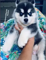 BLUE EYED BOY ( BLACK/WHITE ) , a male Siberian Husky for sale in Greensboro, NC – 2 of 9