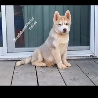 ROLEX ( RED BOY ) , a male Siberian Husky for sale in Greensboro, NC – 7 of 10