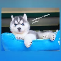 Black/white BLUE EYED BEAR BOY , a male Siberian Husky for sale in Greensboro, NC – 5 of 5