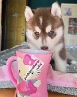DARK RED GIRL , a female Siberian Husky for sale in Greensboro, NC – 2 of 5