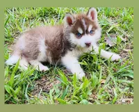 BLUE EYED DARK RED BOY , a male Siberian Husky for sale in Greensboro, NC – 6 of 7