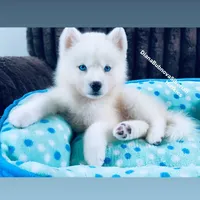 BLUE EYED PURE WHITE GIRL , a male Siberian Husky for sale in Greensboro, NC – 10 of 10