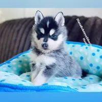MINIATURE SIZE BOY ( BROWN EYES ) , a male Siberian Husky and Alaskan Klee Kai for sale in Greensboro, NC – 9 of 9