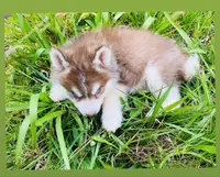 BLUE EYED DARK RED BOY , a male Siberian Husky for sale in Greensboro, NC – 3 of 7