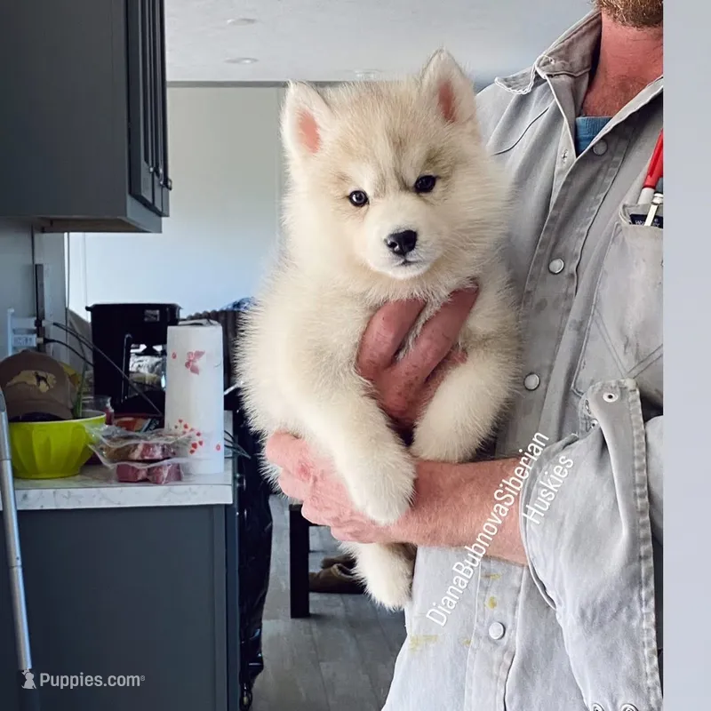 SILVER BOY  – Siberian Husky puppy for sale in Greensboro, NC