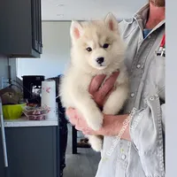 SILVER BOY , a male Siberian Husky for sale in Greensboro, NC – 1 of 5