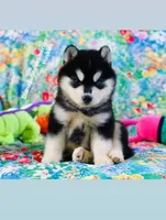 BEAR GIRL ( One Blue/One Brown eye ) , a female Siberian Husky for sale in Greensboro, NC – 6 of 10