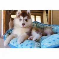 DARK RED BEAR GIRL ( Green/Amber Eyes ) , a female Siberian Husky for sale in Greensboro, NC – 6 of 7