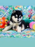 BEAR GIRL ( One Blue/One Brown eye ) , a female Siberian Husky for sale in Greensboro, NC – 9 of 10