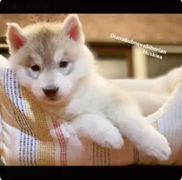 ROLEX ( RED BOY ) , a male Siberian Husky for sale in Greensboro, NC – 1 of 1