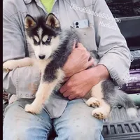 GIRL ( BLACK /WHITE ) , a female Siberian Husky for sale in Greensboro, NC – Photo 2 of 2