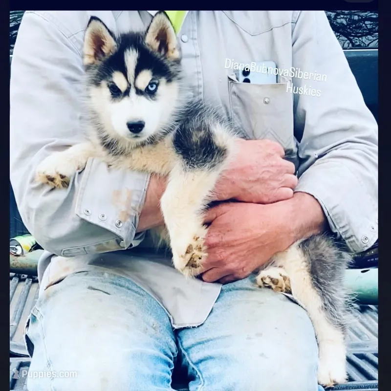 GIRL ( BLACK /WHITE )  – Siberian Husky puppy for sale in Greensboro, NC