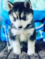 “ DIAMOND  “ BLUE EYED GIRL , a female Siberian Husky for sale in Greensboro, NC – 3 of 7