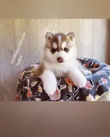 ROLEX ( DARK RED BOY ) , a male Siberian Husky for sale in Greensboro, NC – Photo 9 of 9