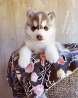 ROLEX ( DARK RED BOY ) , a male Siberian Husky for sale in Greensboro, NC – Photo 1 of 9