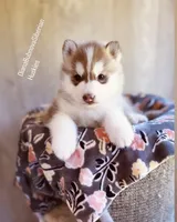 ROLEX ( DARK RED BOY ) , a male Siberian Husky for sale in Greensboro, NC – Photo 8 of 9