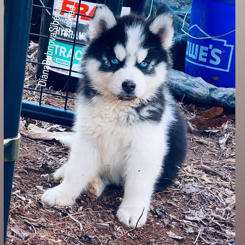DRACULA  ( BLUE EYED BOY )  – Siberian Husky puppy for sale in Greensboro, NC