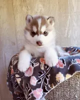 ROLEX ( DARK RED BOY ) , a male Siberian Husky for sale in Greensboro, NC – Photo 6 of 9