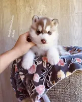 ROLEX ( DARK RED BOY ) , a male Siberian Husky for sale in Greensboro, NC – Photo 5 of 9