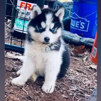 DRACULA  ( BLUE EYED BOY ) , a male Siberian Husky for sale in Greensboro, NC – Photo 3 of 3