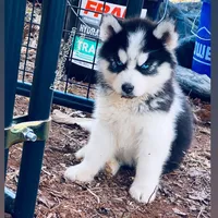 DRACULA  ( BLUE EYED BOY ) , a male Siberian Husky for sale in Greensboro, NC – Photo 2 of 3