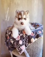 ROLEX ( DARK RED BOY ) , a male Siberian Husky for sale in Greensboro, NC – Photo 7 of 9