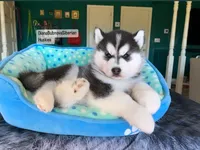 Black /White BOY , a male Siberian Husky for sale in Greensboro, NC – 1 of 2