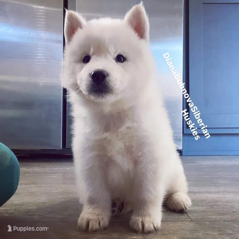 PURE WHITE BOY “ ARTIC “  ( BROWN EYES )  – Siberian Husky puppy for sale in Greensboro, NC