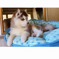 DARK RED BEAR GIRL ( Green/Amber Eyes ) , a female Siberian Husky for sale in Greensboro, NC – 3 of 7