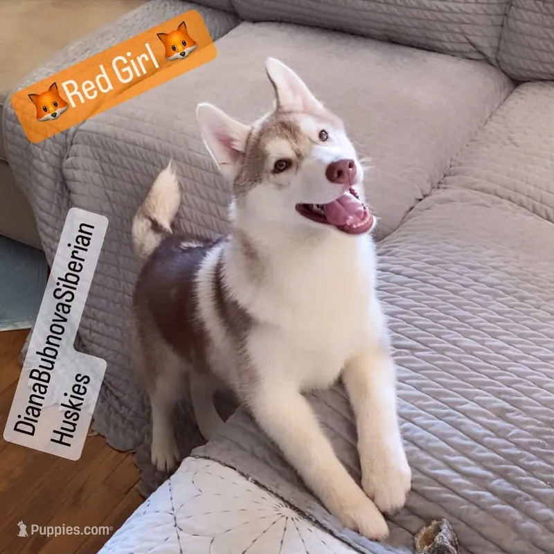 RED GIRL  – Siberian Husky puppy for sale in Greensboro, NC