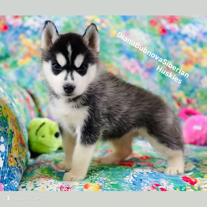 Black /White Girl ( Brown Eyes )  – Siberian Husky puppy for sale in Greensboro, NC