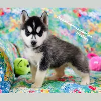 Black /White Girl ( Brown Eyes ) , a female Siberian Husky for sale in Greensboro, NC – 1 of 5