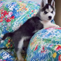 BIG BOY , a male Siberian Husky for sale in Greensboro, NC – 4 of 7