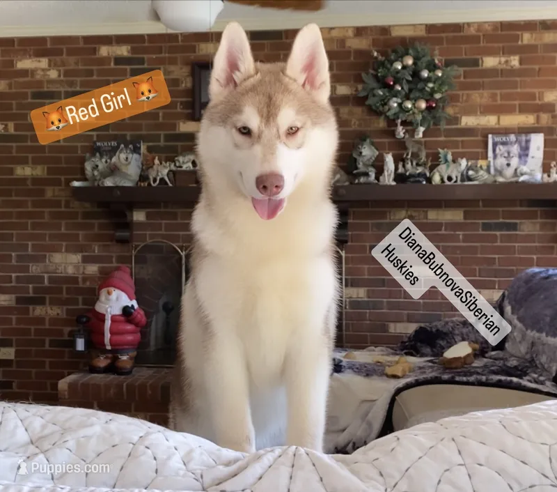 RED GIRL  – Siberian Husky puppy for sale in Greensboro, NC
