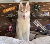 RED GIRL , a female Siberian Husky for sale in Greensboro, NC – 1 of 2