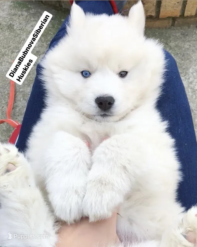 PURE WHITE BEAR GIRL ( ONE BLUE /ONE BROWN EYE )  – Siberian Husky puppy for sale in Greensboro, NC