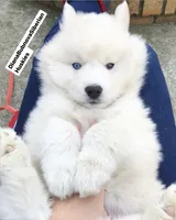 PURE WHITE BEAR GIRL ( ONE BLUE /ONE BROWN EYE ) , a female Siberian Husky for sale in Greensboro, NC – 1 of 1
