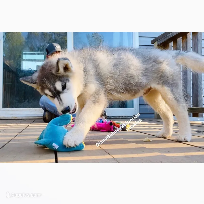 GOOD BOYY “ BOND “  – Siberian Husky puppy for sale in Greensboro, NC