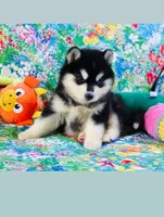 BEAR GIRL ( One Blue/One Brown eye ) , a female Siberian Husky for sale in Greensboro, NC – 7 of 10