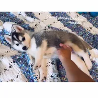 GIRL ( BLACK /WHITE ) , a female Siberian Husky for sale in Greensboro, NC – 2 of 4