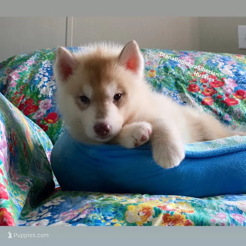 ROLEX ( RED BOY )  – Siberian Husky puppy for sale in Greensboro, NC