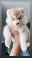RED BEAR GIRL , a female Siberian Husky for sale in Greensboro, NC – 2 of 3