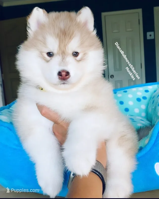 RED BEAR GIRL ( GREEN /AMBER EYES )  – Siberian Husky puppy for sale in Greensboro, NC