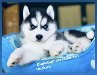 Black/White Blue Eyed Bear Girl , a female Siberian Husky for sale in Greensboro, NC – 1 of 4