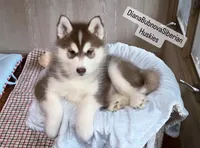FIRE ( DARK RED BOY ) , a male Siberian Husky for sale in Greensboro, NC – 3 of 5