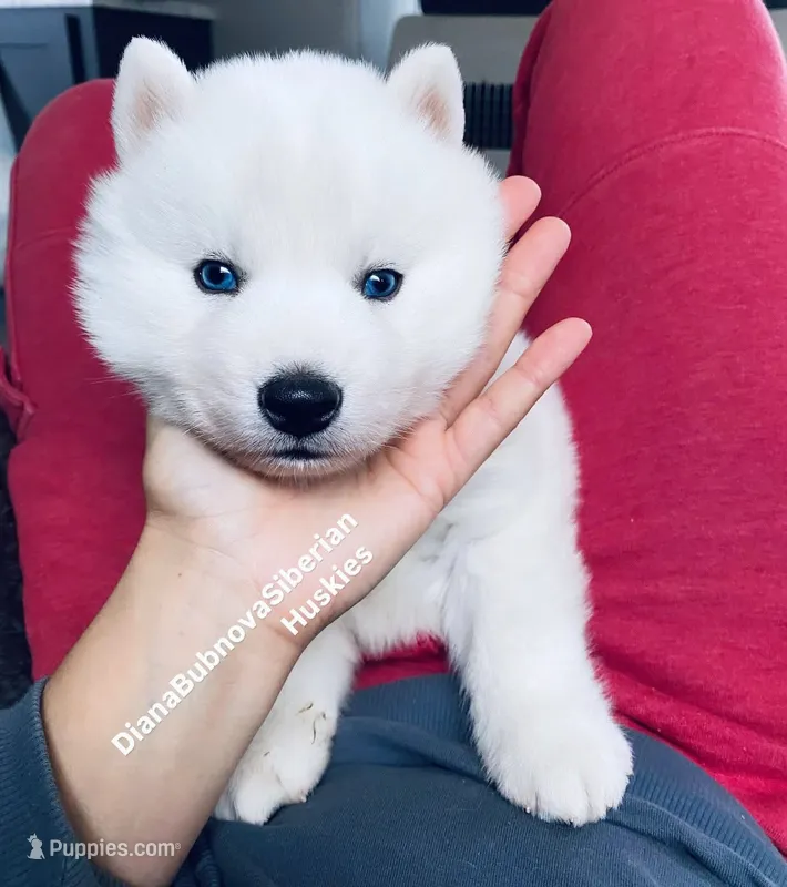 “ SNOW “ BLUE EYED BOY  – Siberian Husky puppy for sale in Greensboro, NC