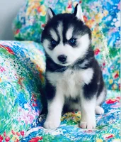 BLACK/WHITE BLUE EYED GIRL , a female Siberian Husky for sale in Greensboro, NC – 3 of 9